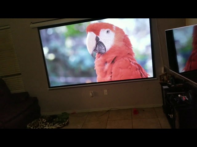 PhantomHD Gray screen vs my purple pink wall. 100" contrast is not everything.