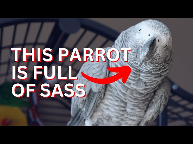 This Talking African Grey is full of Sass!