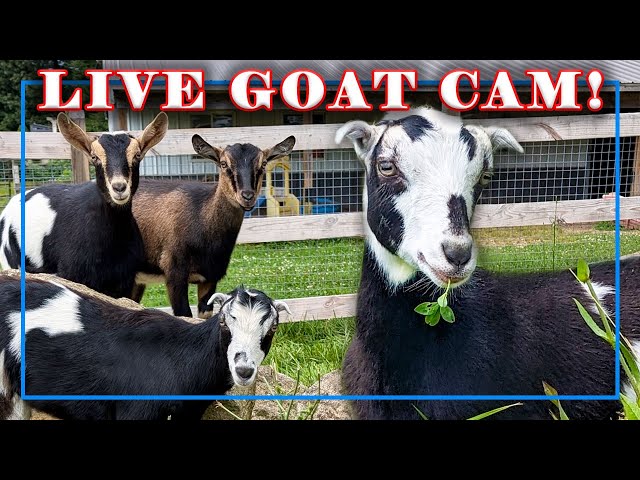 8 Pregnant Goats - LIVE BABY GOAT BIRTHS WIll BE IN MARCH - COME FOLLOW ALONG - SYMAN SAY FARMS