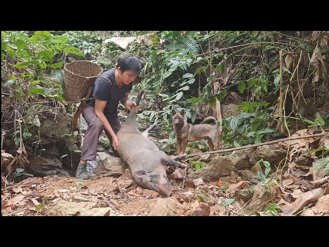 Saw an unlucky wild boar when I was looking for food, Survival Instinct, Wilderness Alone (ep 111)