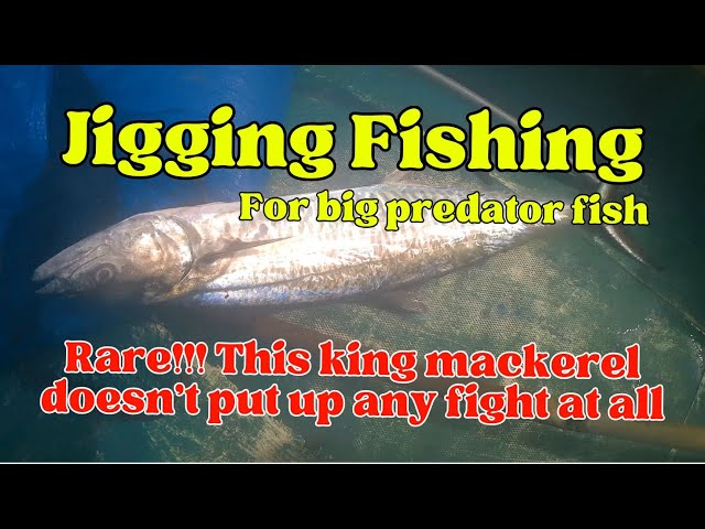 Fishing jigging for predator fish: It is rare, this king mackerel doesn't put up any fight at all