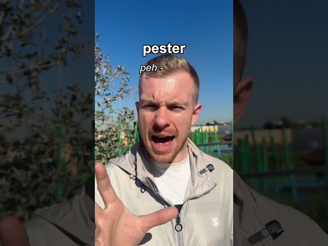 What does PESTER mean in English? #learnenglish #englishlearning #english #englishteacher