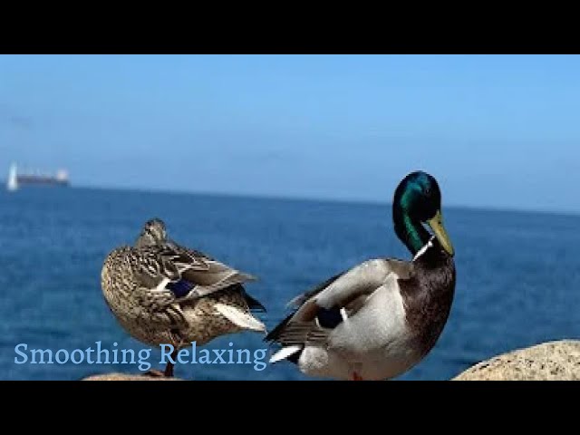 Love yourself & Heal  Best Relaxing Sleep Music with Birds & Water Sound, Stress Relief