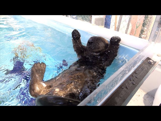 Orphaned sea otter pup arrives at the Oregon Zoo