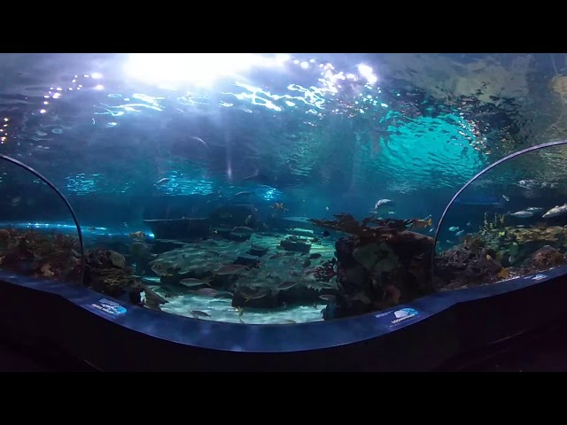 Ricoh Theta V 4K aquarium static sample video