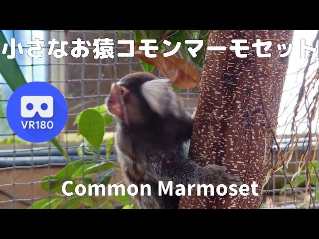 VR180  Little monkey Common Marmoset 小さなお猿 コモンマーモセット