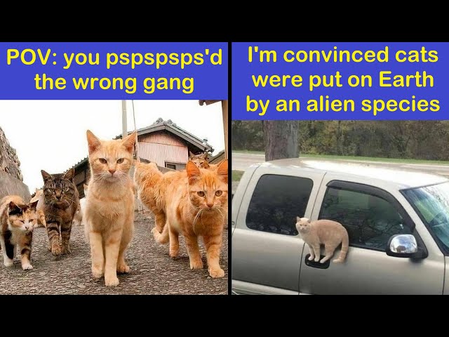 Funny Animals | Silly Cat Memes To Make You Smile | Happy And Fun