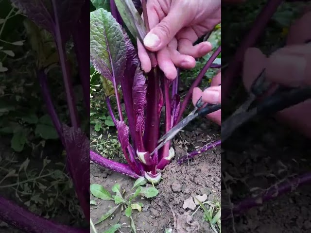 Fresh Purple Choy Sum Harvesting