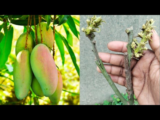 Mango Tree Propagate | How To Grow Mango Tree From Grafting