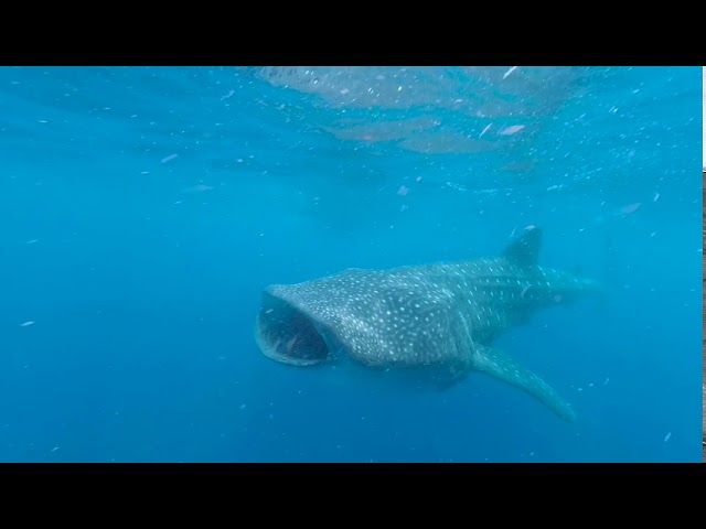 Swim with feeding whalesharks in VR180