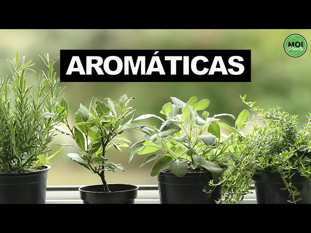 Cómo cuidar plantas AROMÁTICAS