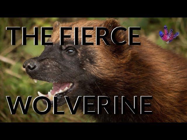 Myths and Folklore of the Wolverine (the animal)