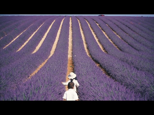 Lavender trip Provence 2023 | Valensole & Gorge du Verdon