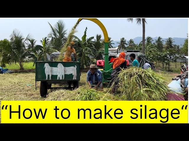 |silage making process| சிலேஜ் செய்வது எப்படி|is silage is useful for goats??