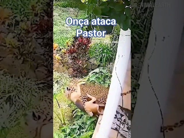 onça ataca Pastor Alemão #animals #nature #africa #amazonia #biology #once #shorts