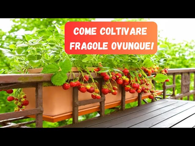 Come Coltivare Fragole in Spazi Piccoli: Guida Completa