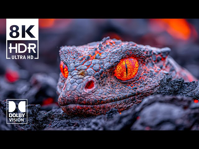 The Best Dolby Vision HDR 8K Video ULTRA HD 240 fps (8K HDR)