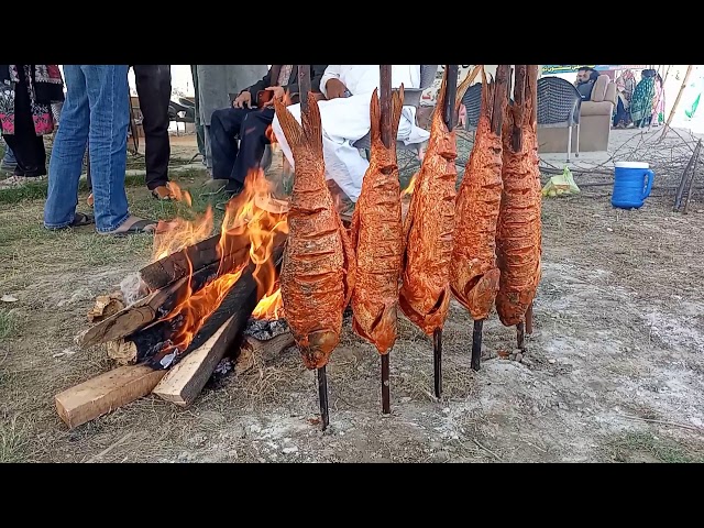 Preparations of Delicious fish I pakexclusivetv I Soomro  safari park