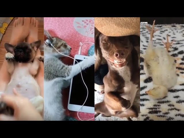 Cute animals are all what you need 😍 Funny and cute Animals Compilation 2019 (part 8)