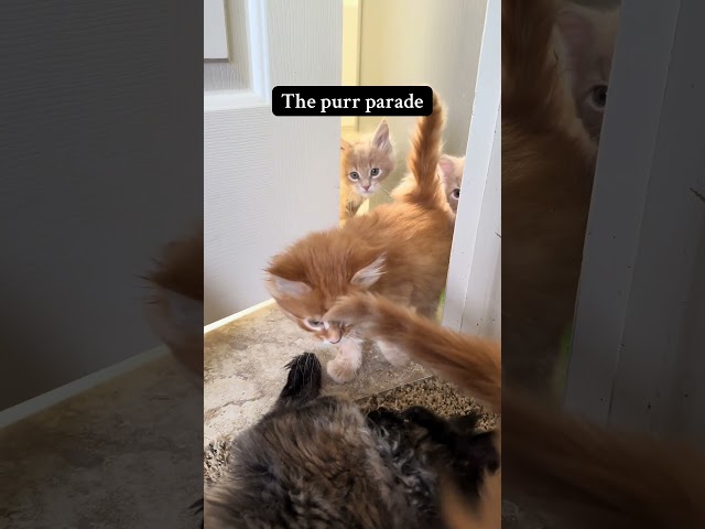 Purrade #asmr #kittens #purr #mainecoon #cute #mainecoonkittens #cat #kitten #mainecooncatlovers