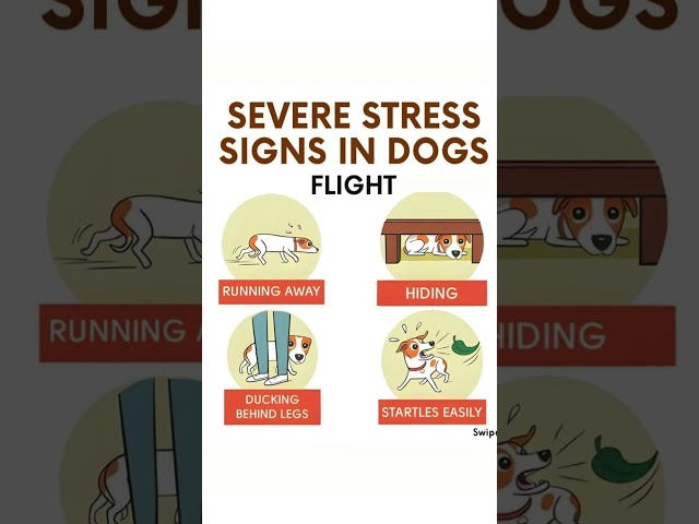 I Discovered 10 Hidden STRESS Signs in My Dog!