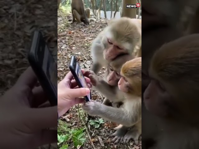 Viral Video | Monkeys Scroll Through Social Media Like An Everyday Activity | #trending