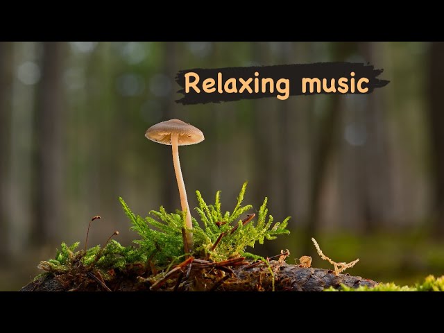 Meditation Music | Deep Sleep Music For Healing | Fall Asleep Immediately | Soothing Music #viral