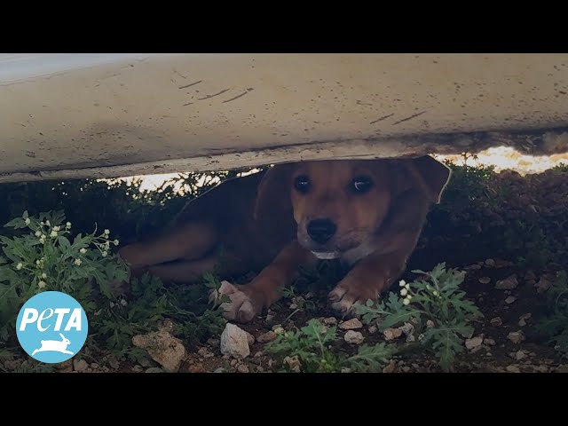 Tiny Puppies Found Abandoned and Living Under a Car