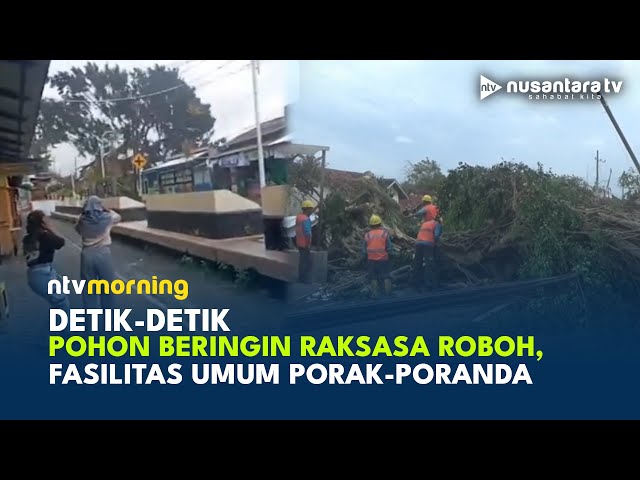 Ngeri! Pohon Beringin Raksasa Tumbang di Banyuwangi, Warga Panik | NTV MORNING