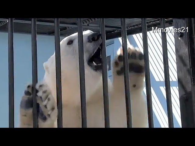 Polar Bear crying! お腹空いたぁ！待ちきれないホッキョクグマの鳴き声