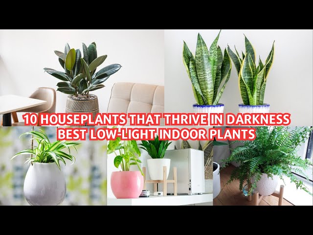 10 Houseplants That Thrive in Darkness  Best Low-Light Indoor Plants!