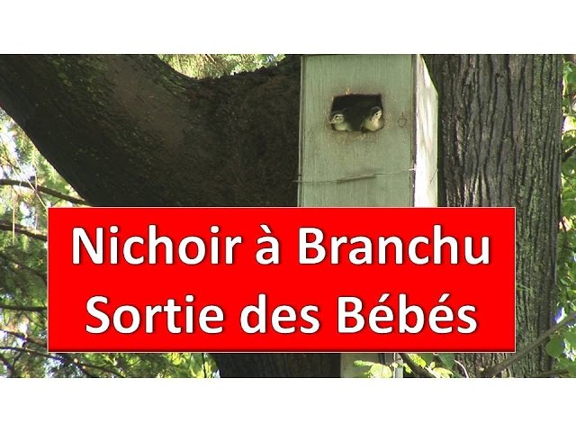 Nichoir À Canard Branchu Sortie Des Bébés Très Émouvante - Sons D'oiseaux / Aventure Oiseaux  Nature