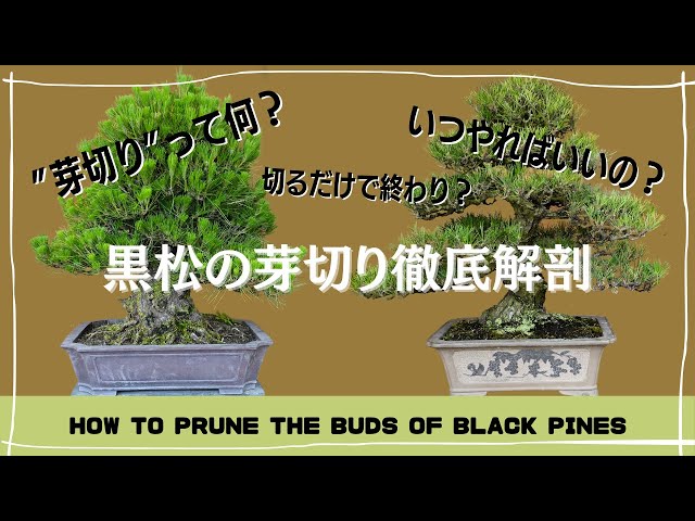 Bonsai Care Commentary - Black Pine Bud Pruning -