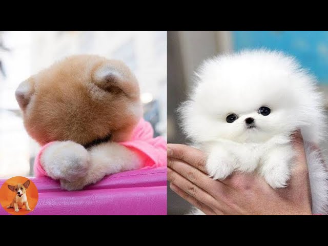 Mini Pomeranian - Funny and Cute Pomeranian Videos #01 - Beast Puppy