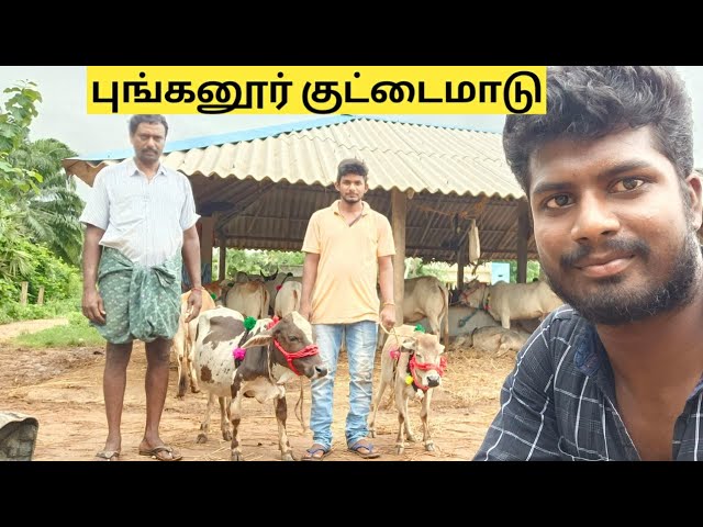 #PunganurCow 1 மாடு விலை ரூ.100000 ஆந்திராவை கலக்கும் குட்டைமாடோட