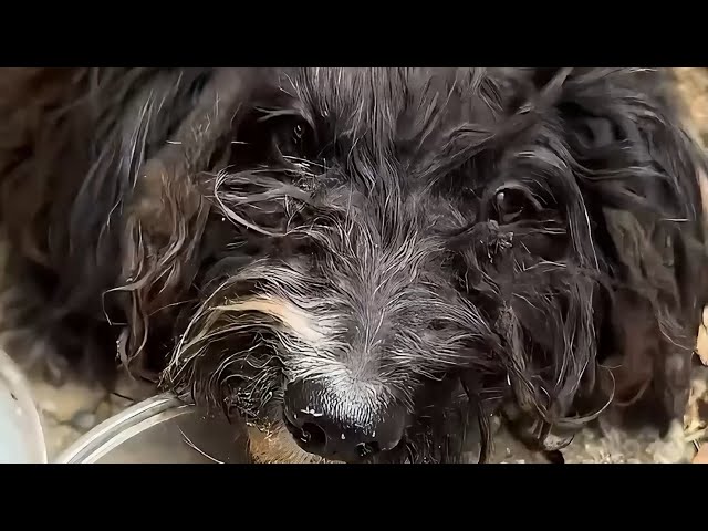 Abused dog saved and spoiled by a kind lady!