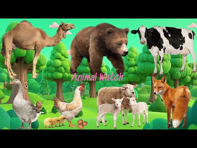 Happy Animal Moments Around Us: Camel, Bear, Cow, Duck, Chicken, Sheep, Fox - Animal Sounds