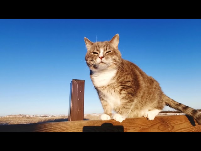 Cute Cat #2 | cutest cats | funny video | so cute cat | best of funny cat | funniest cat | cat