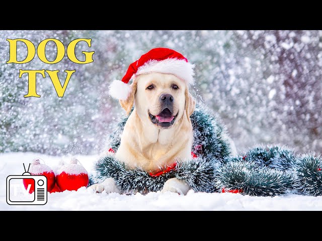 TV for Dog in Christmas Season: Top Video Entertain for Deep Relax for Dog🎄🎅Christmas Music For Dog