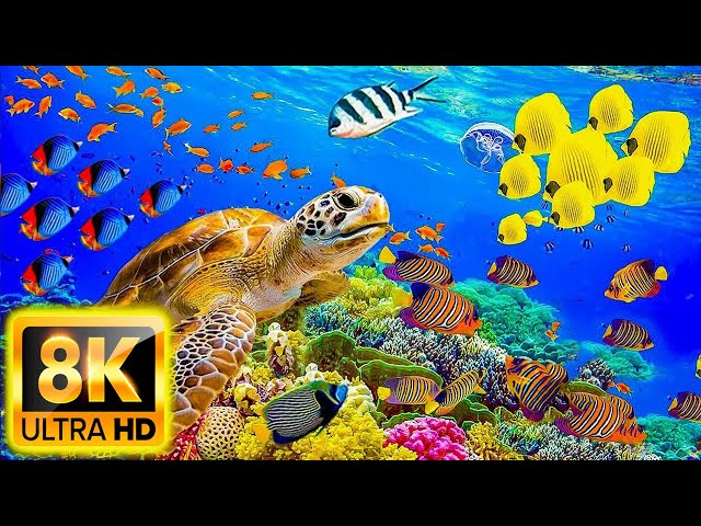 Aquarium 8K VIDEO ULTRA HD - Beautiful Coral Reef Fish - Sleep Relaxing Meditation Music - Video 8K