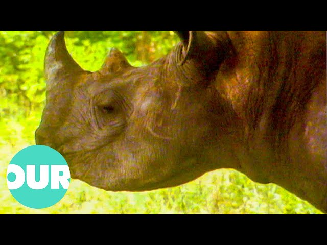 The Rescue Squad That Protects The Rare Black Rhino From Poachers In Zimbabwe | Our World