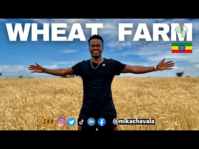 AFRICA should learn from the success of wheat Production in Ethiopia | One Africa, One Passport