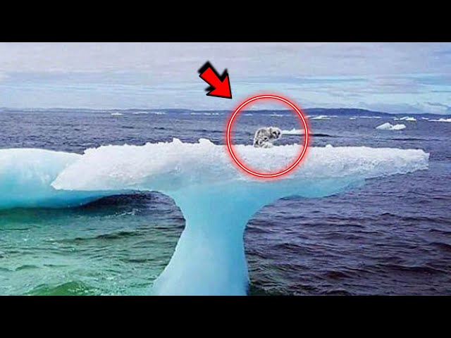 Fishermen saw something on the iceberg and they couldn't believe their eyes