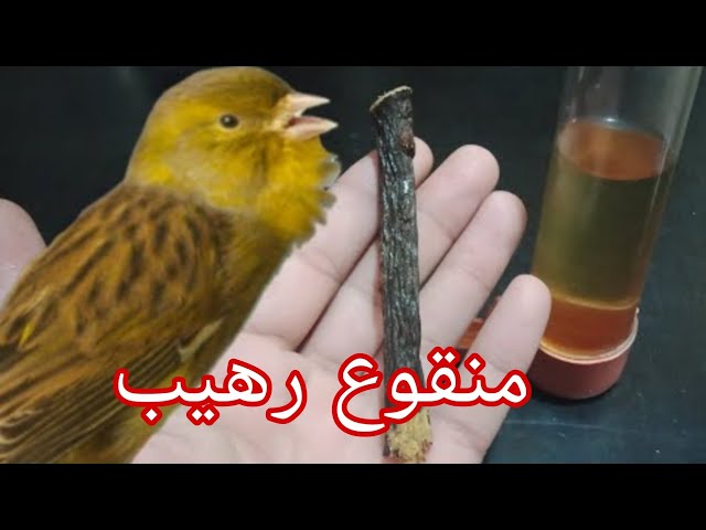 منقوع طبيعي رهيب لعصافير الكناري والحسون قوة الإنتاج