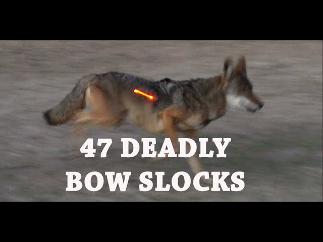 47 Times I Let Er Fly,  A Coyote Bloodbath, BOW