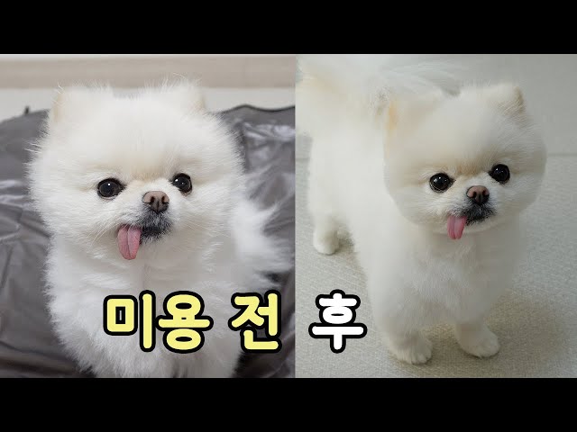 Please Make Me Round & Fluffy! ❤️｜DIY Dog Grooming | Pomeranian Teddy Bear Cut | Dog Salmon Treats