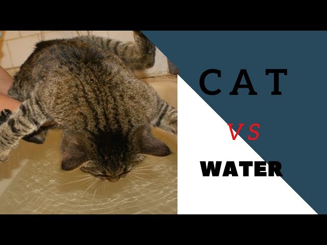 Cats Vs Water 🔴 Funny Cat Videos Compilation