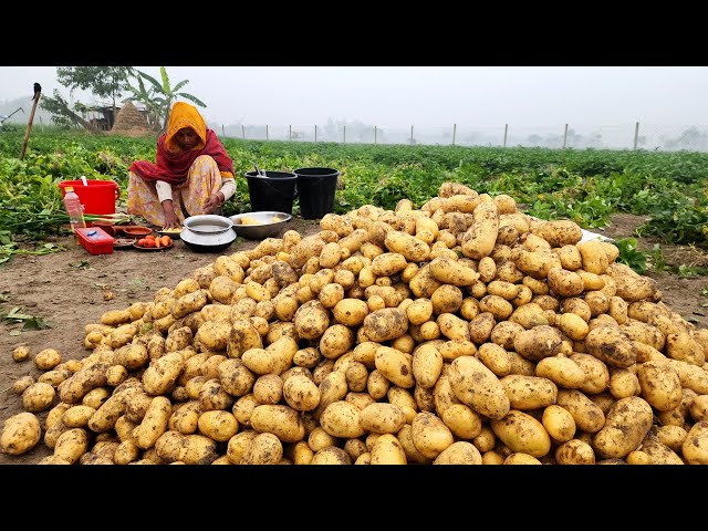 গ্রামে আলুর ক্ষেত থেকে আলু তুলে খিচুড়ি রান্না Potato Cultivation Potato Khichuri Veg Khichdi Recipe