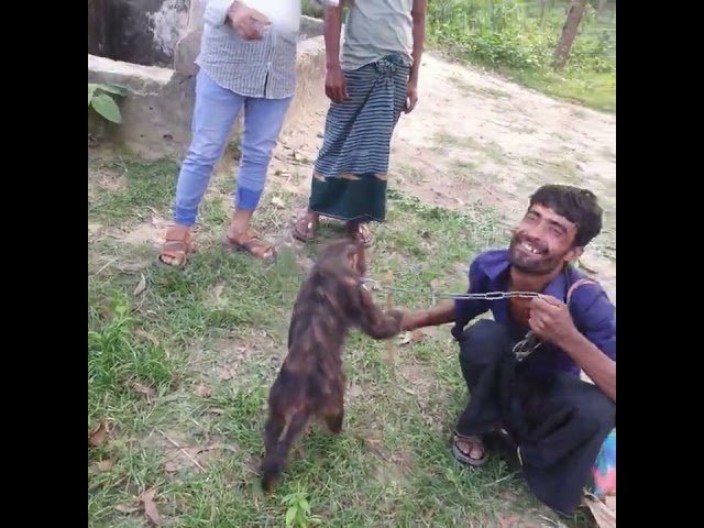 This monkey is 175 years old এই বানরটির বয়স নাকি ১৭৫ বয়স