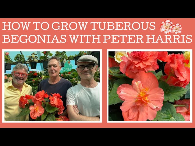 How to grow & propagate Tuberous Begonias with expert Peter Harris.